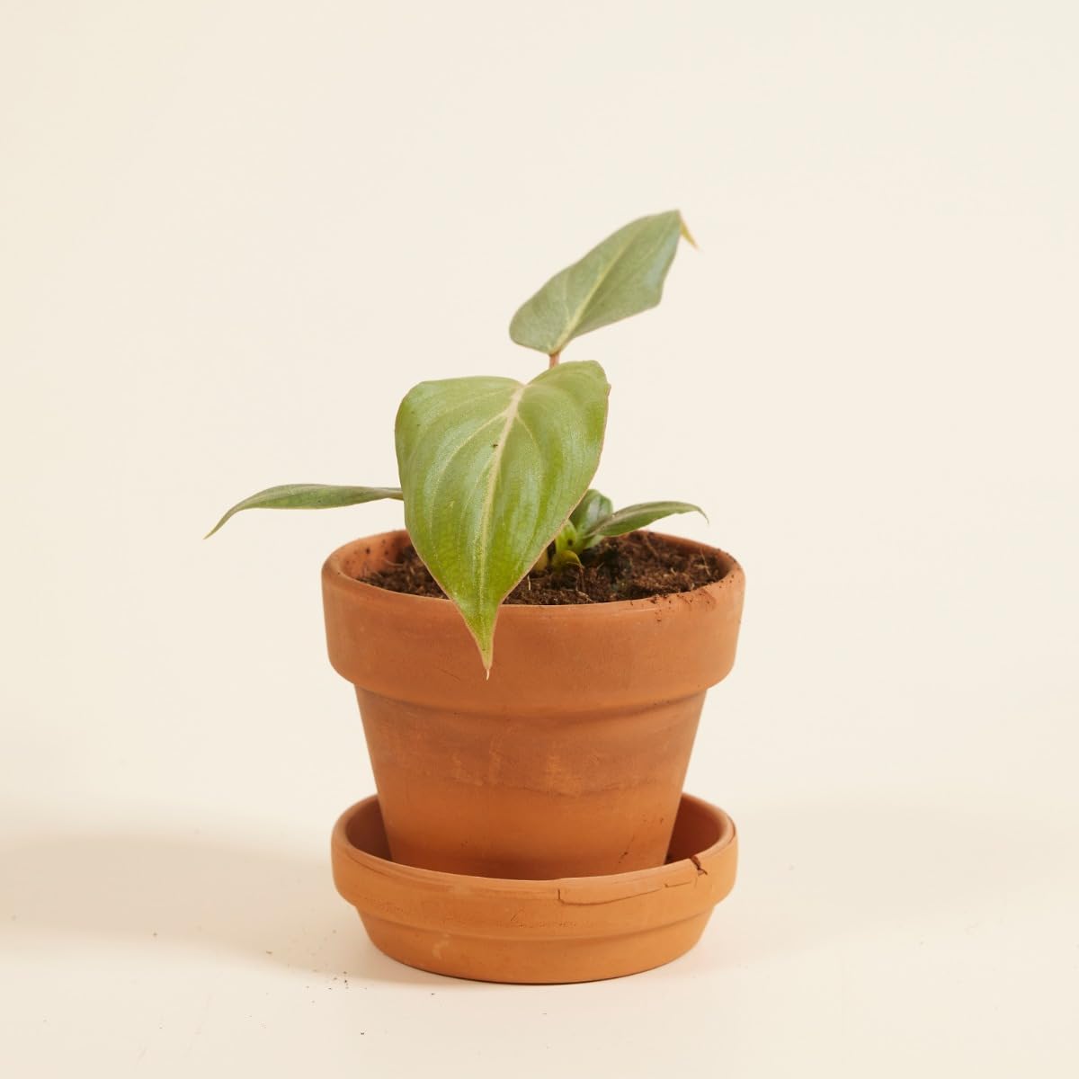 plnts-babyplnts-philodendron-gloriosum-dark-form-baby-10cm image 6