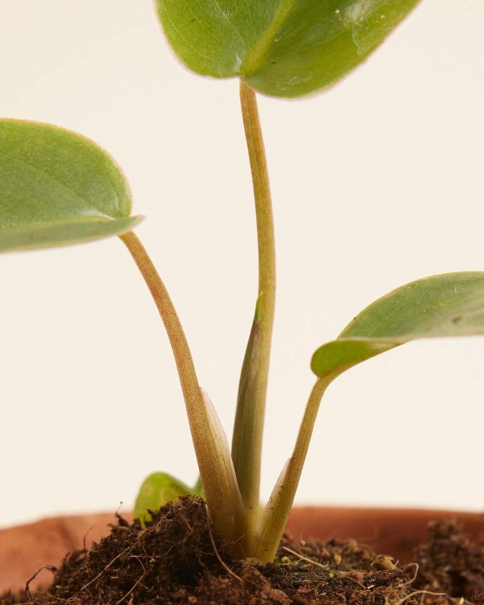 plnts-baby-philodendron-burle-marx-zimmerpflanze-10-cm-pflegeleicht image 4