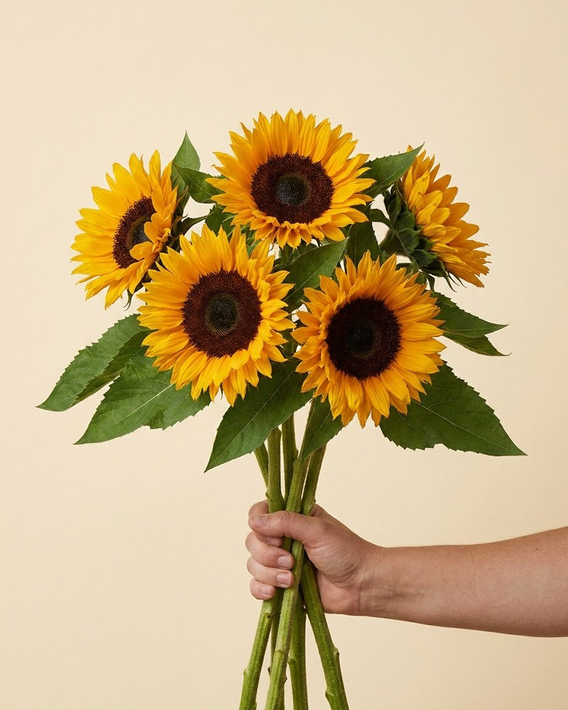 feey-sonnenblumen-strau-gelb-5-stk-schnittblumen image 3