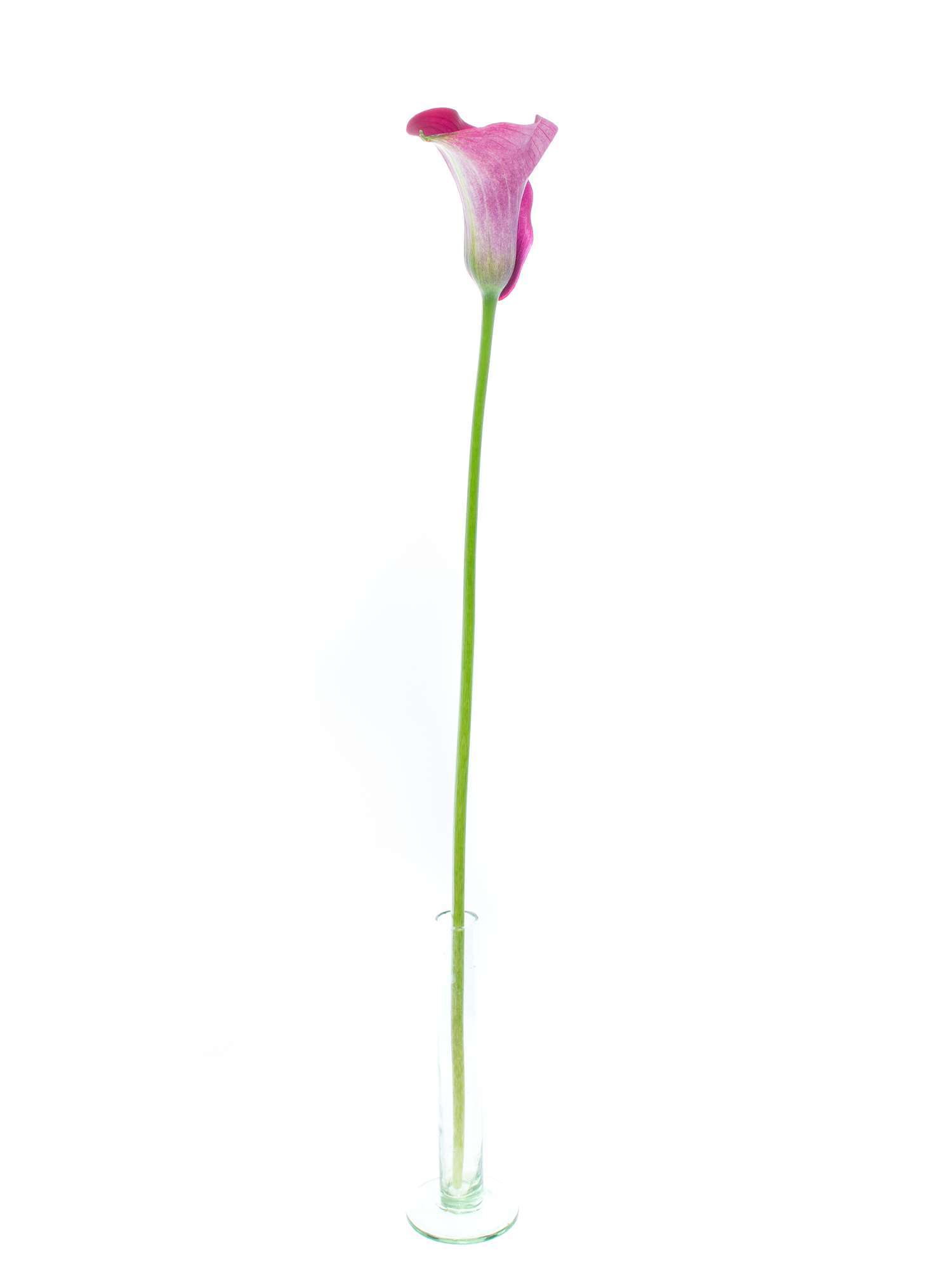 blumigo-calla-captain-promise-schnittblume-aubergine image 5