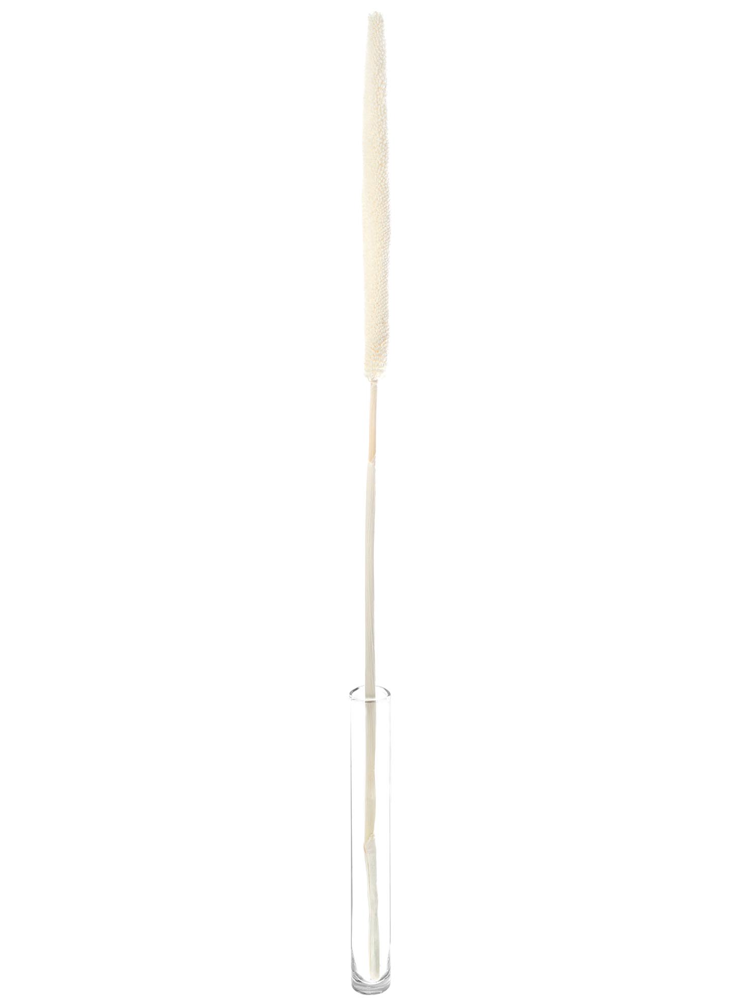 blumigo-babala-getrocknet-gebleicht-trockenblumen-wei-deko image 3