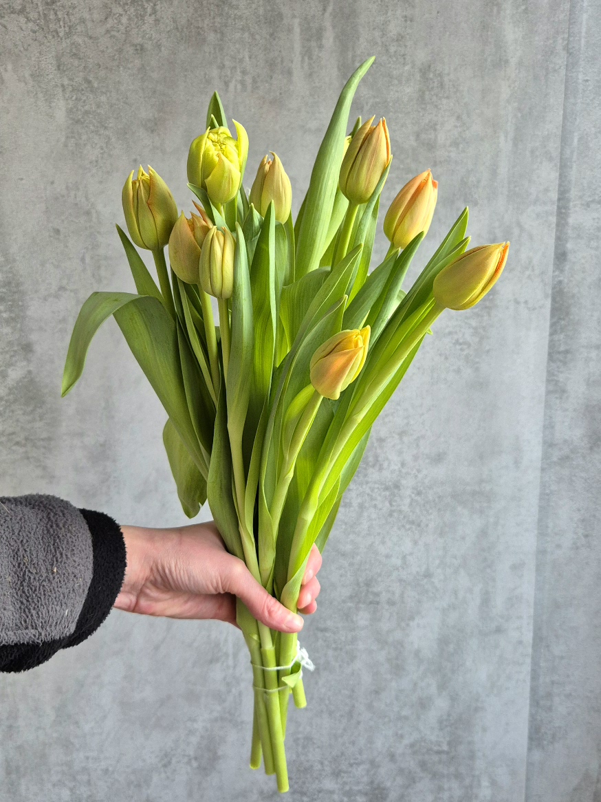 blumigo-tulpen-kiteman-apricot-gef-llte-tulpe image 1
