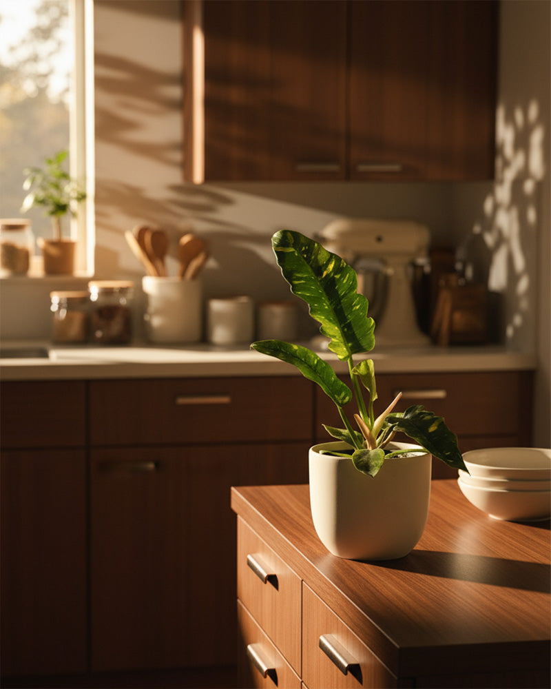 feey-variado-philodendron-ring-of-fire-zimmerpflanze-panaschiert image 4