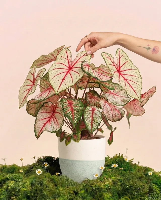 feey-variado-caladium-rhapsody-zimmerpflanze-ohne-topf image 1