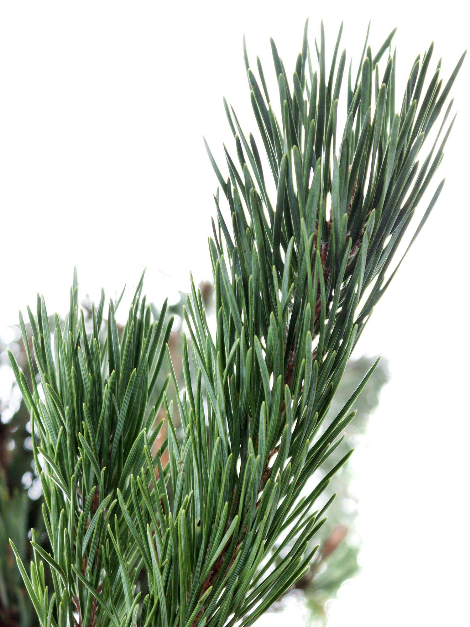 blumigo-winterliches-gr-n-pinus-mugo-kiefer-frisch image 5