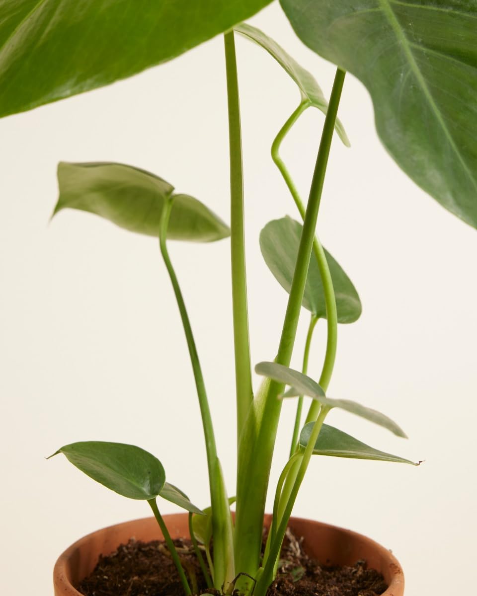 plnts-rareplnts-monstera-deliciosa-zimmerpflanze-45cm-12cm-topf image 4