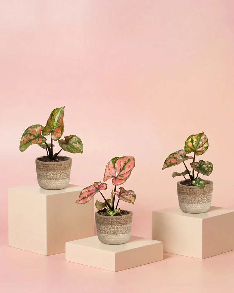 feey-variado-caladium-purple-light-zimmerpflanze-3er-set-bunt image 7