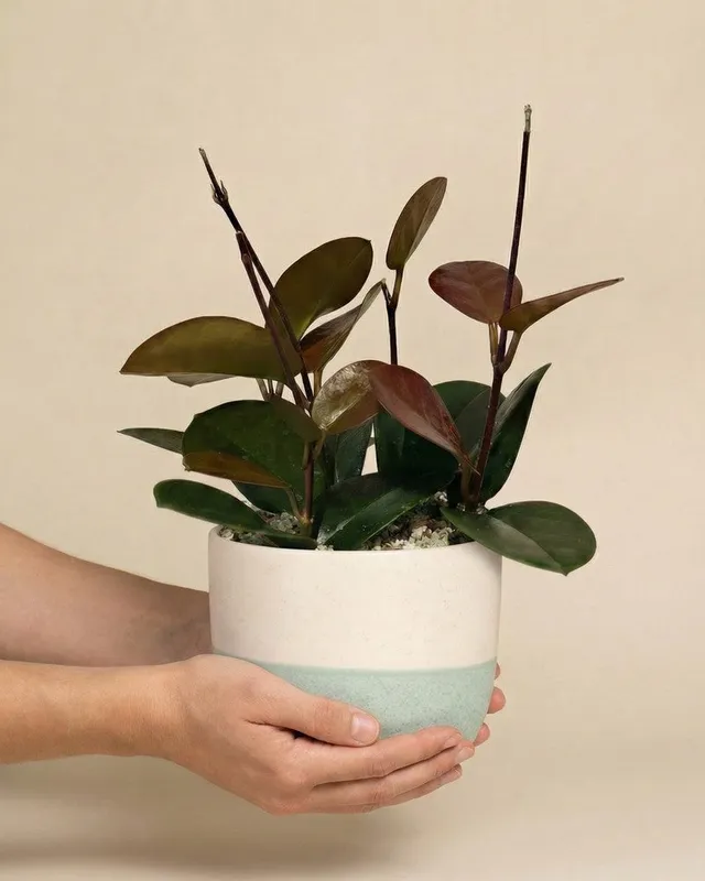 feey-variado-hoya-australis-zimmerpflanze-ohne-bertopf image 1