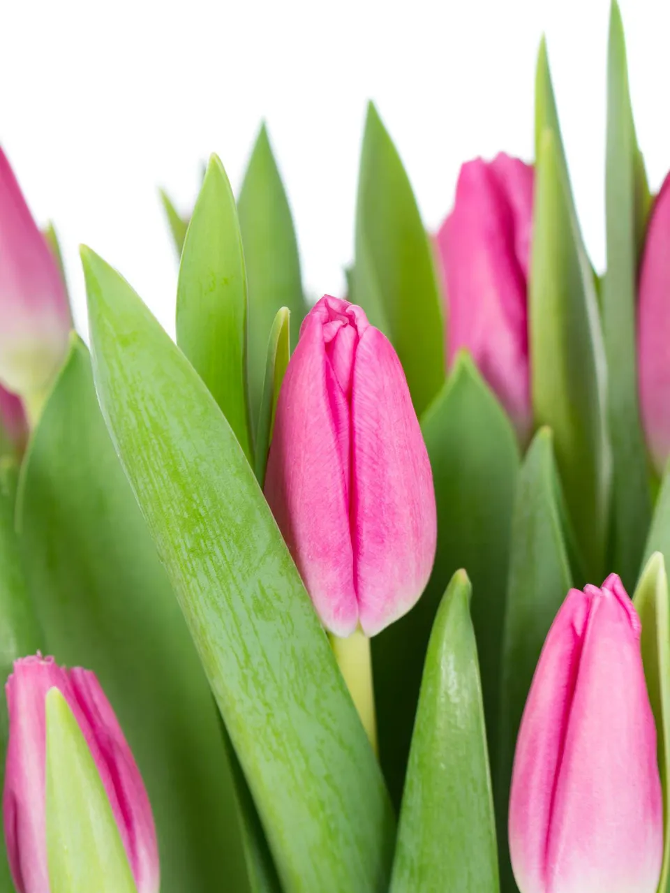 blumigo-tulpen-marathon-champion-pink-schnittblumen image 1