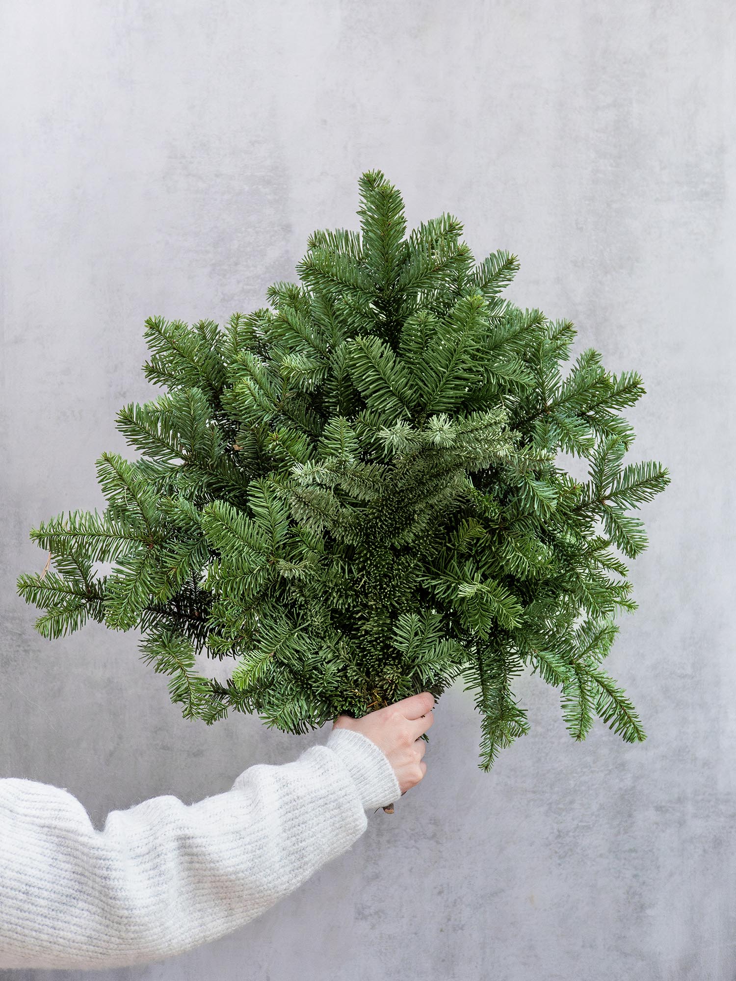 blumigo-tannengr-n-edeltanne-abies-nobilis-bund-deko image 1