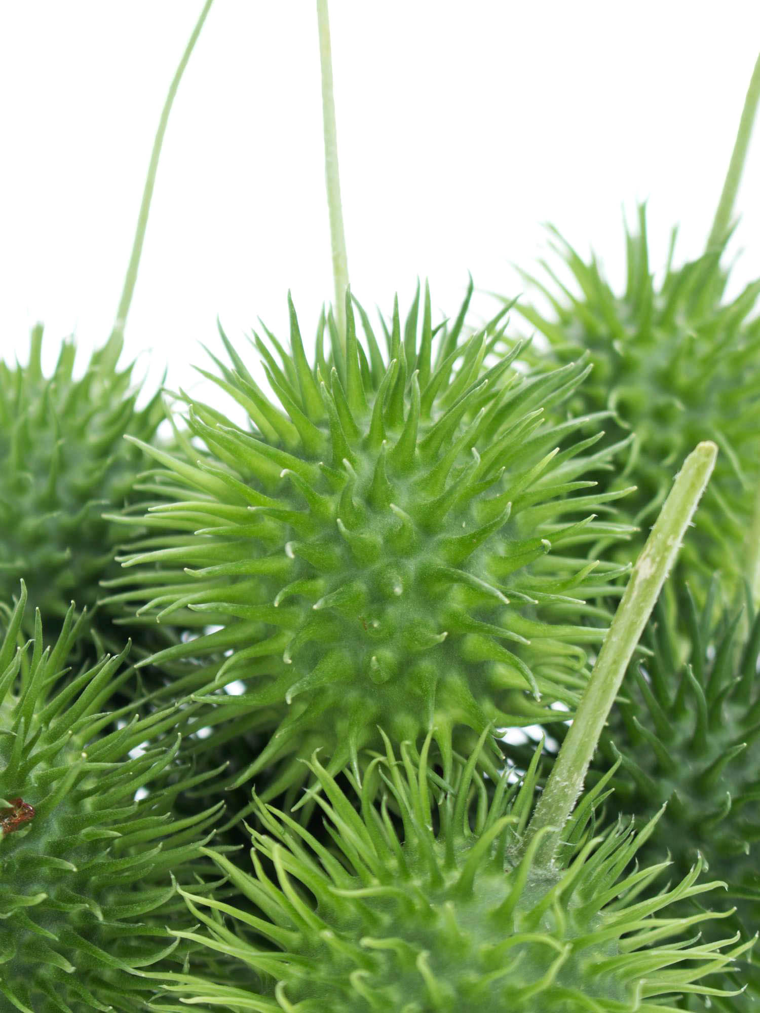 blumigo-ziergurken-cucumis-hirsutus-gr-n-herbstdeko image 3