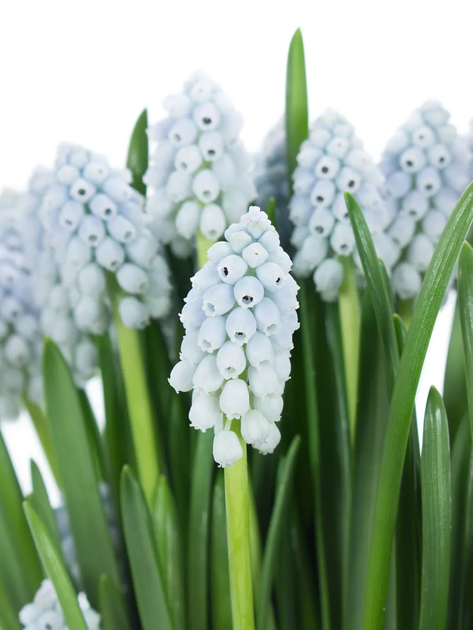 blumigo-traubenhyazinthen-muscari-lady-fr-hlingsknollen-blau image 1