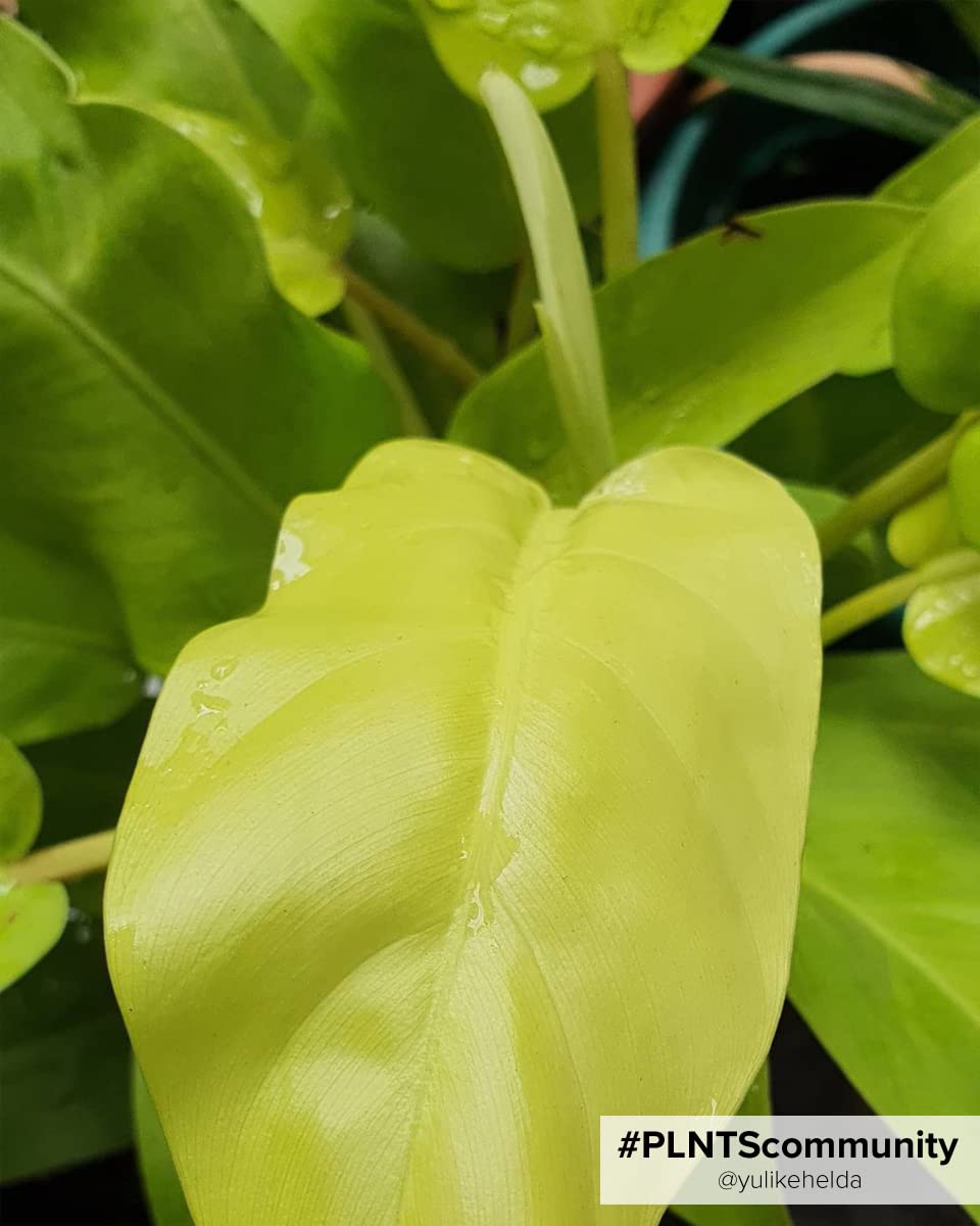 plnts-babyplnts-philodendron-lemon-lime-zimmerpflanze-6cm-pflegeleicht image 6
