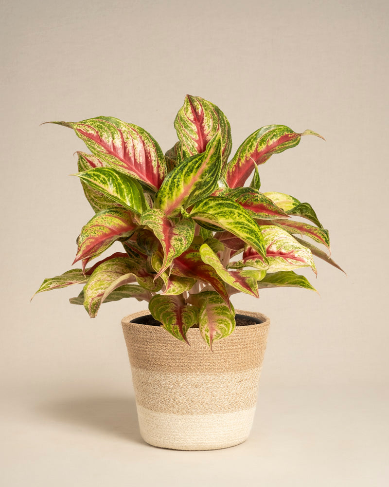 feey-variado-aglaonema-siam-violet-zimmerpflanze-topf-18 image 6