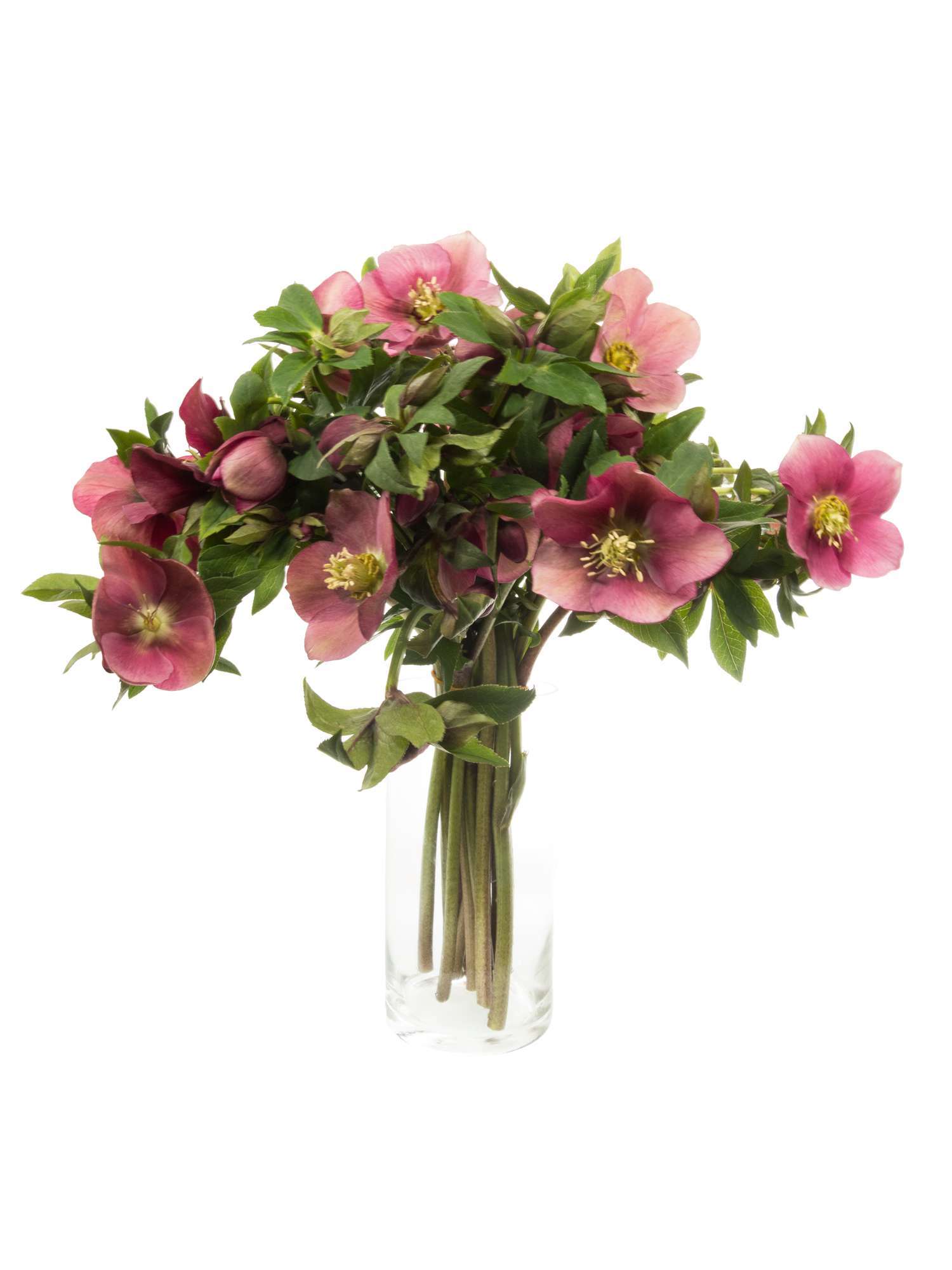 blumigo-christrosen-queens-red-rot-pink-schnittblume image 2