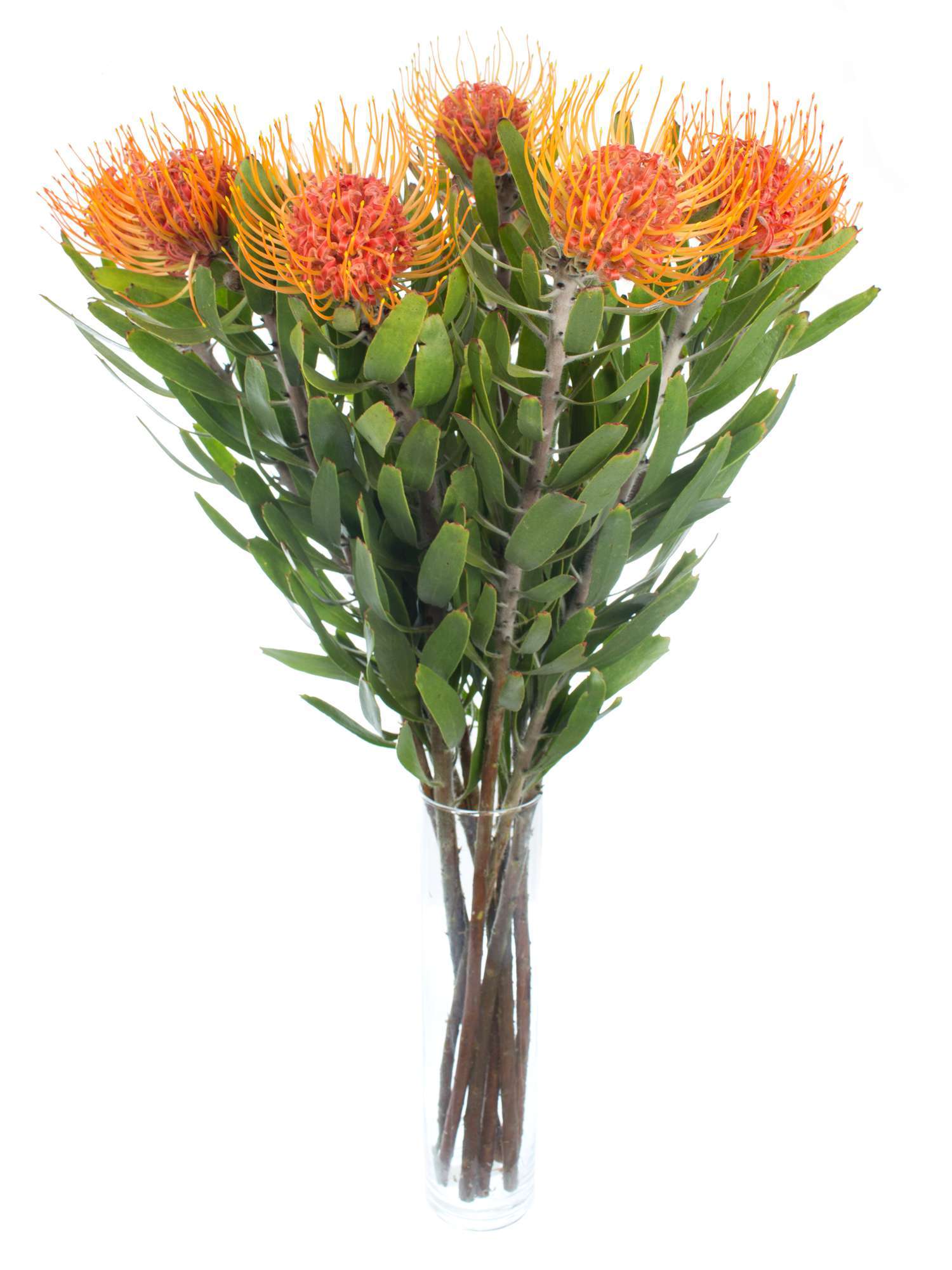 blumigo-proteen-nadelkissen-protea-saxosum-rot-orange image 2