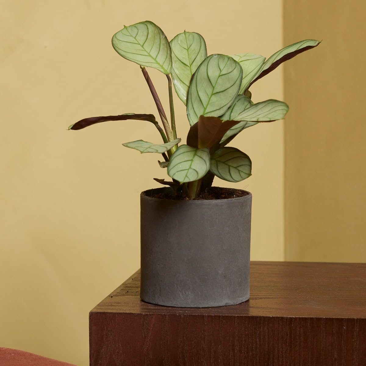 plnts-babyplnts-ctenanthe-amagris-babypflanze-15-cm-tropisch image 6
