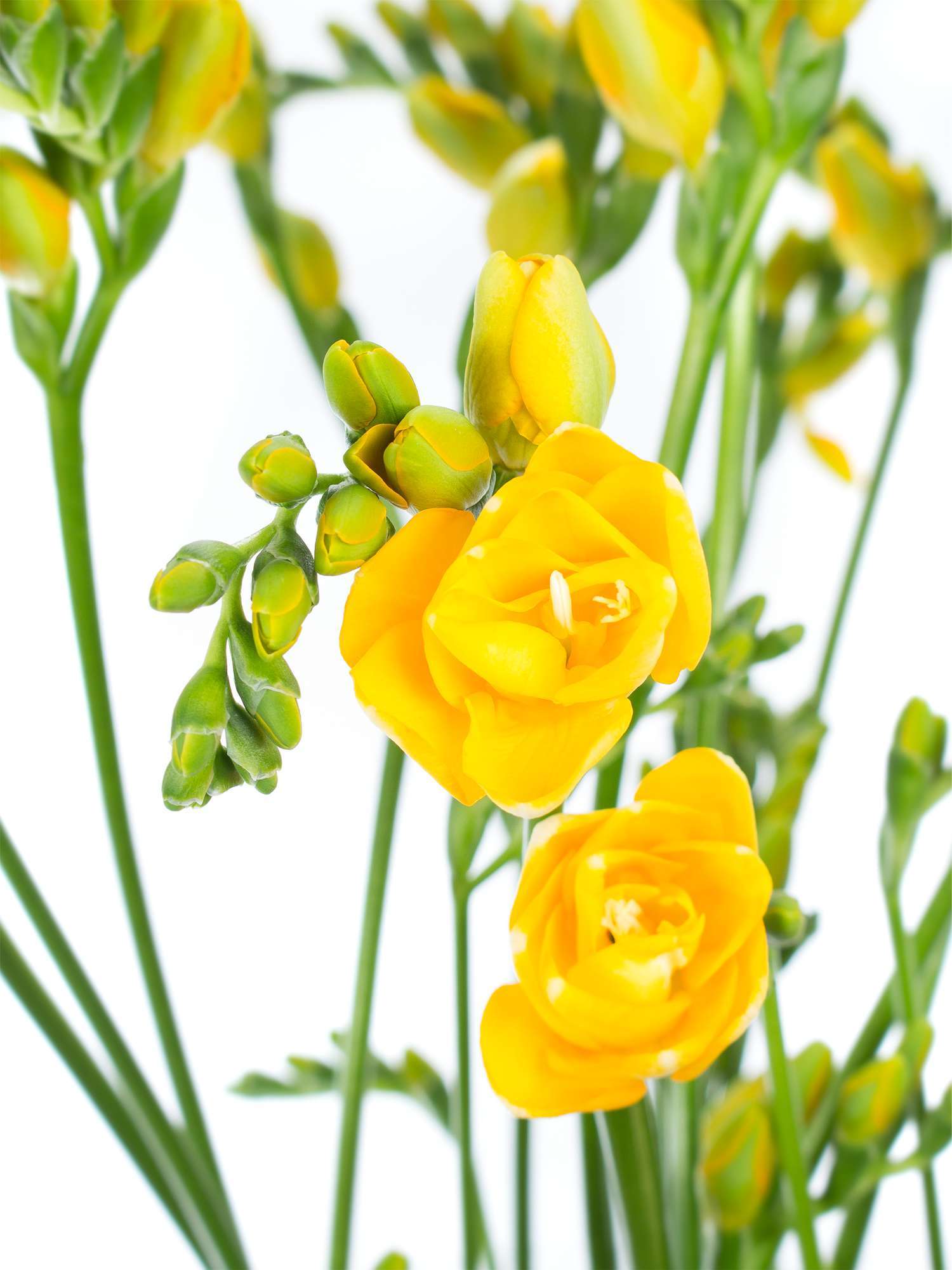 blumigo-freesien-soleil-schnittblume-gelb-duftend image 5