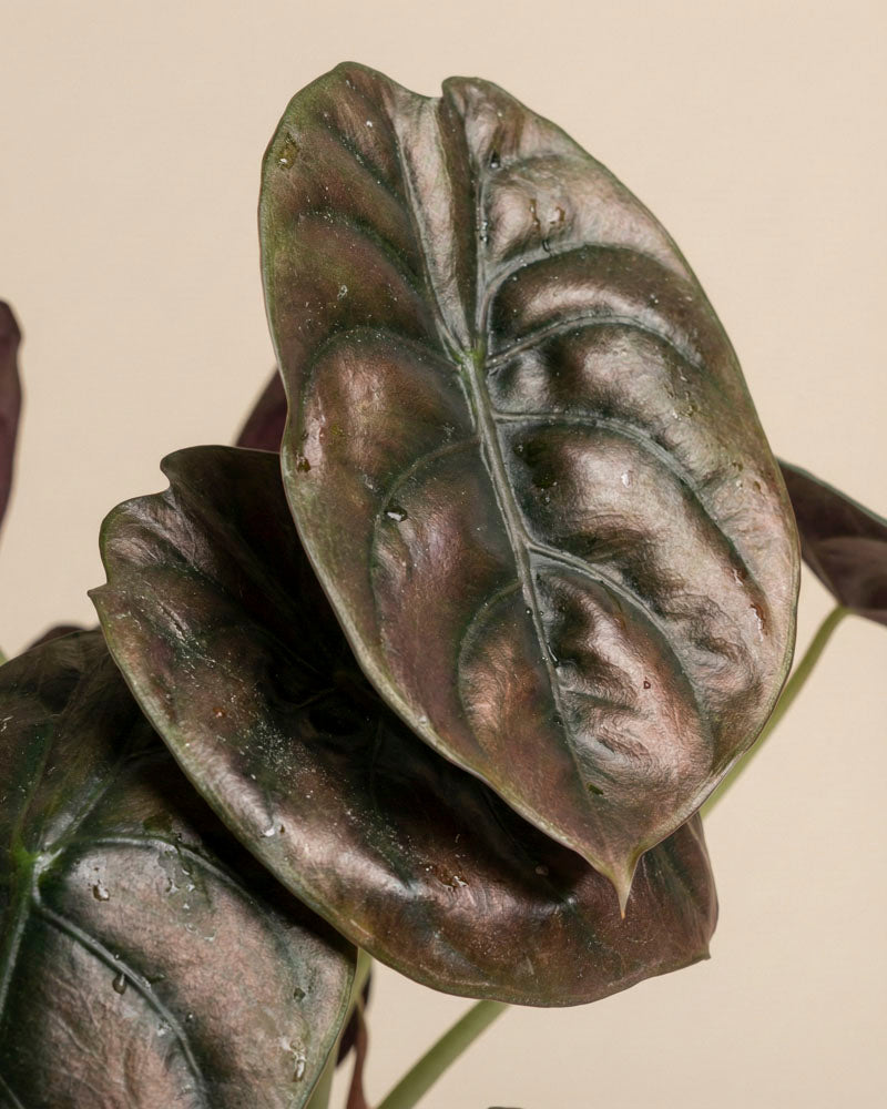 feey-variado-alocasia-trio-zimmerpflanzen-3er-set image 2