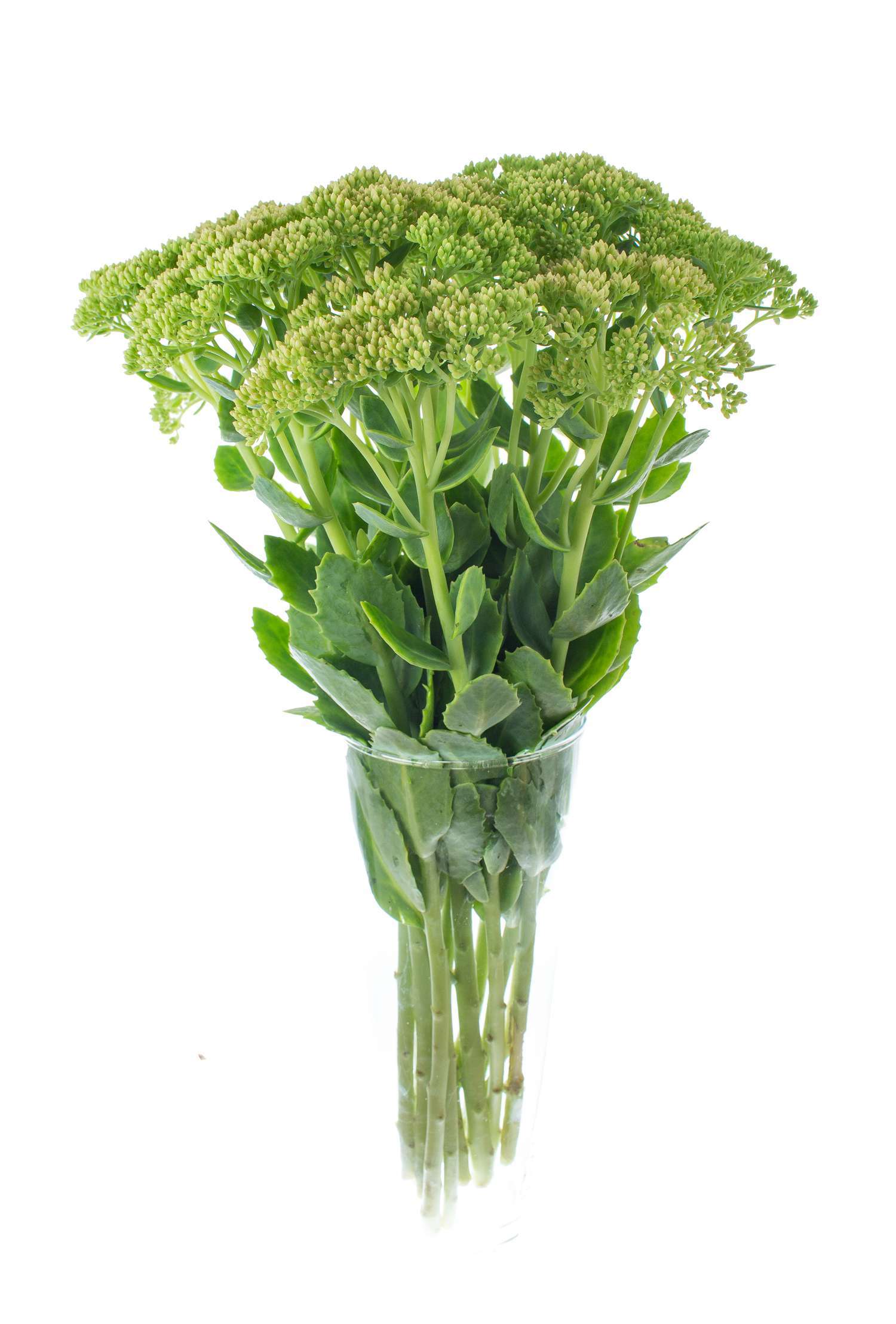 blumigo-sedum-spectabile-fette-henne-blattwerk-gr-n image 2