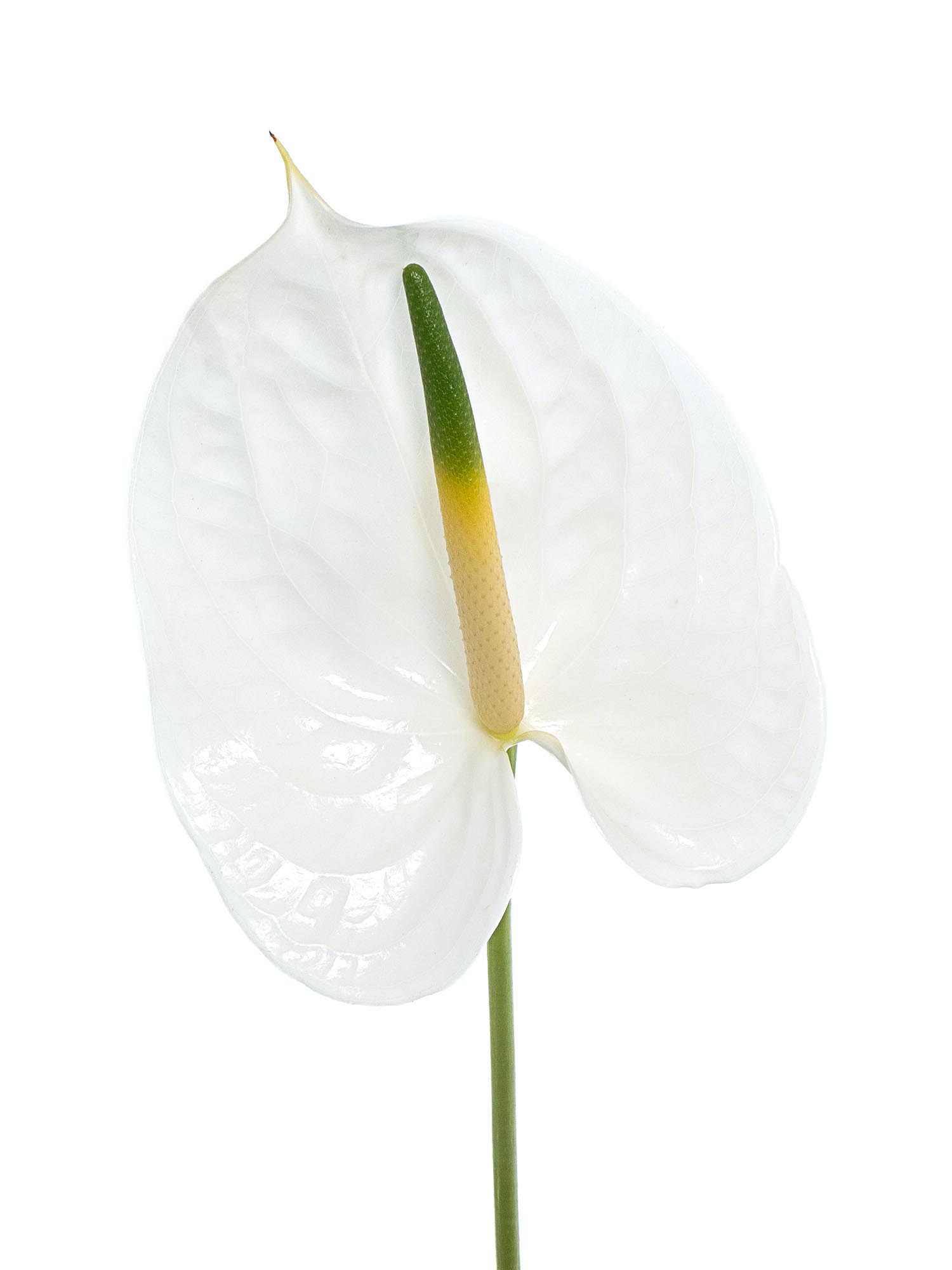 blumigo-blattwerk-und-bindegr-n-anthurie-adina-wei-exotisch image 2