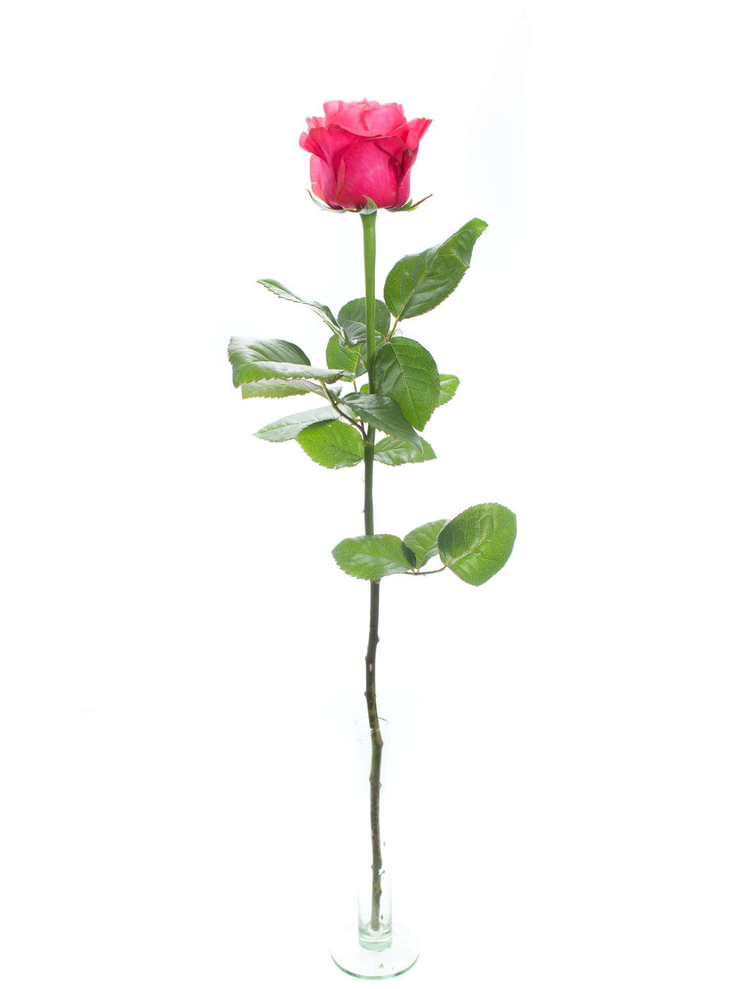 blumigo-bubblegum-rosen-pink-schnittblumen-frisch-rosa image 3