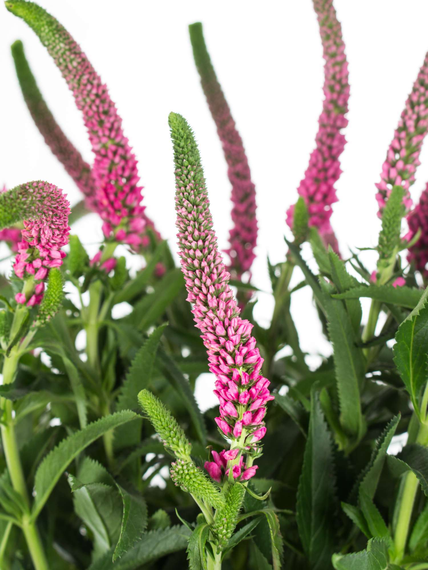 blumigo-blattwerk-veronica-ehrenpreis-pink-schnittblume image 1