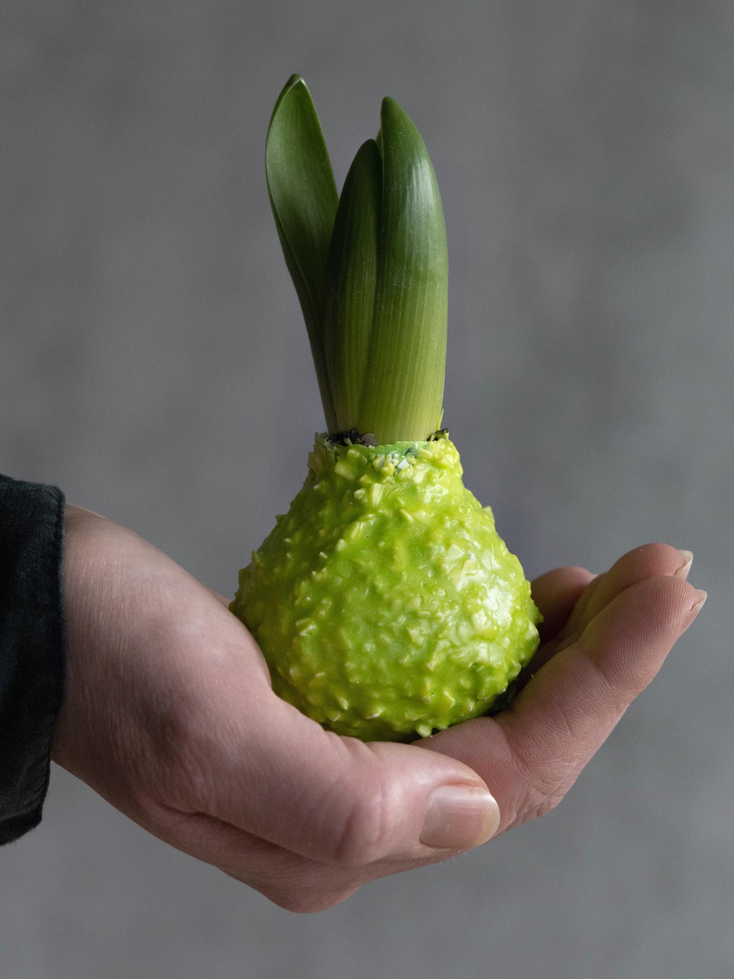 blumigo-fr-hlingsknollen-hyazinthenknollen-wachs-gr-n-flocken image 3