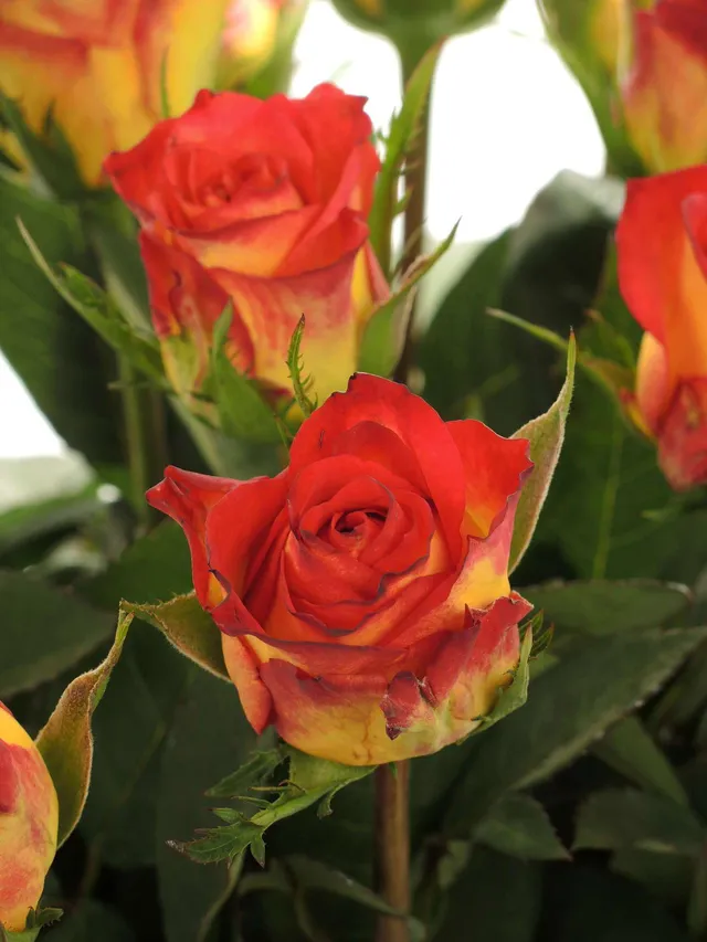 blumigo-rosen-catch-schnittrose-orange-rot image 1