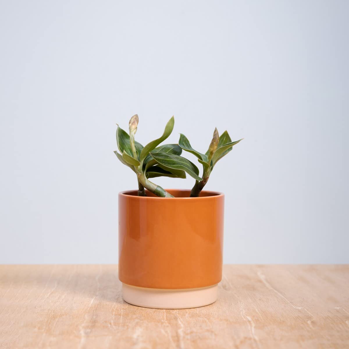 plnts-rareplnts-ludisia-discolor-orchidee-15-cm-juwelorchidee image 6