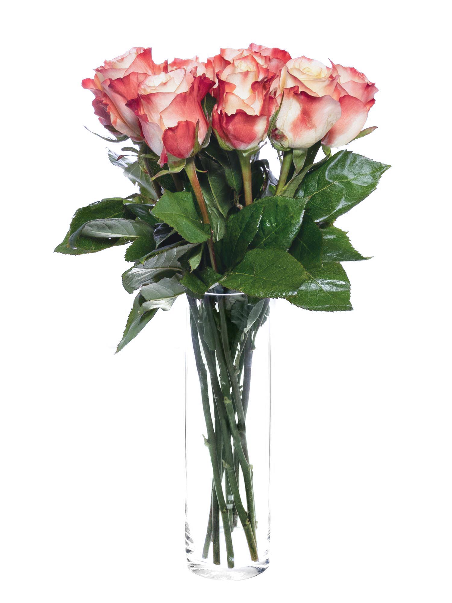 blumigo-rosen-cabaret-rose-creme-rot-frisch image 2