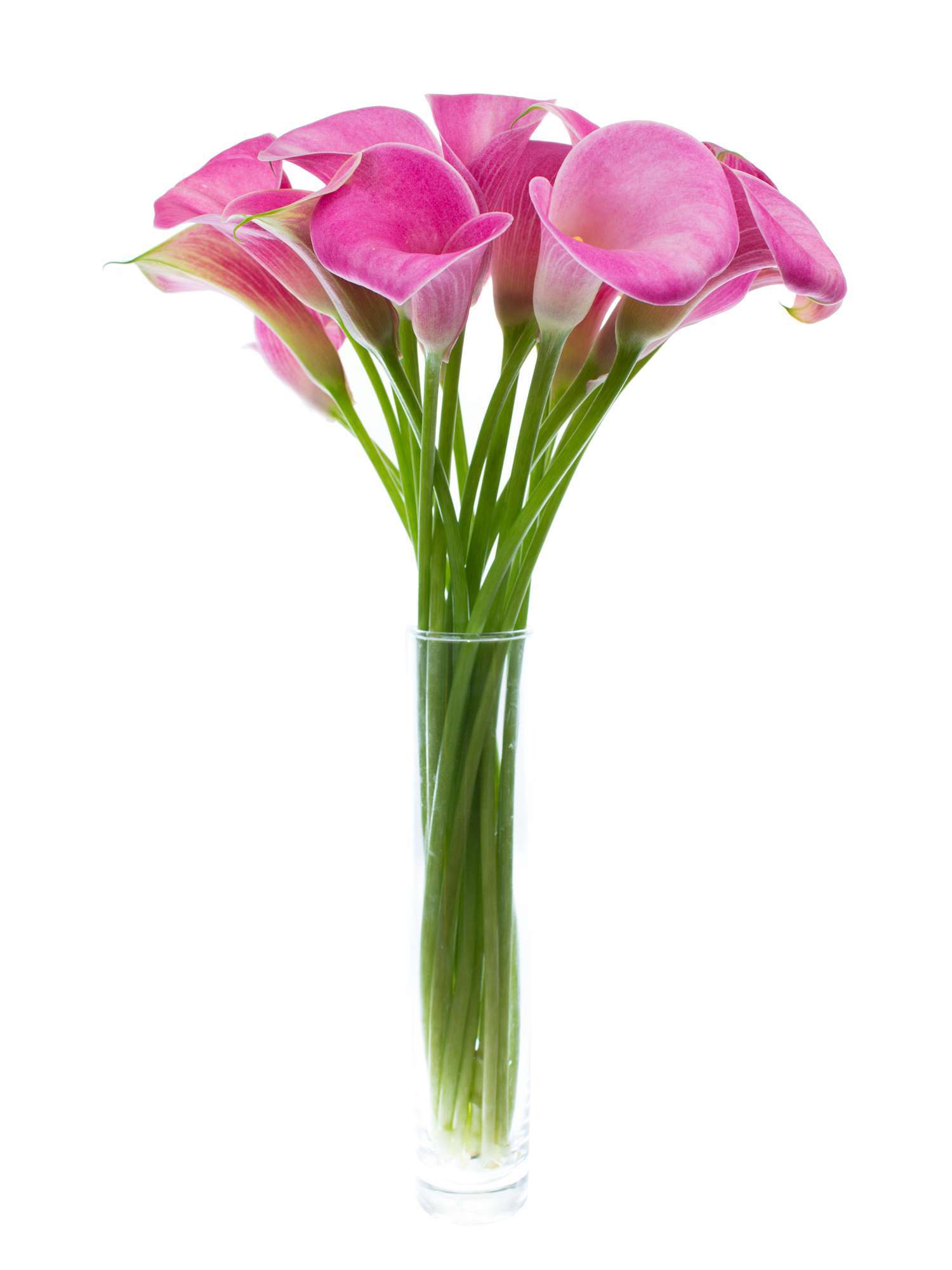 blumigo-calla-candy-art-pink-schnittblume-langstielig image 3