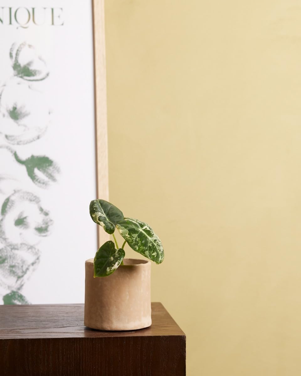 plnts-babyplnts-baby-alocasia-frydek-variegata-zimmerpflanze-12cm image 5