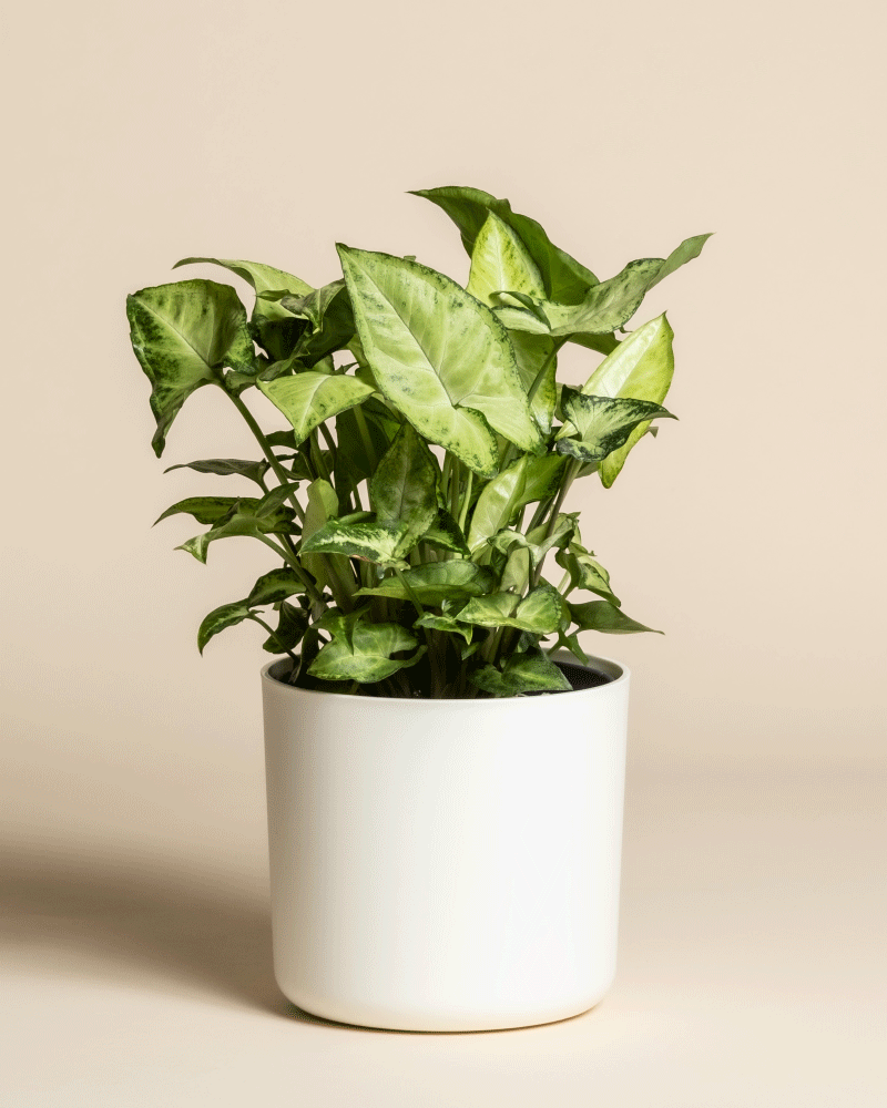 feey-variado-syngonium-pixie-zimmerpflanze-ohne-topf image 7