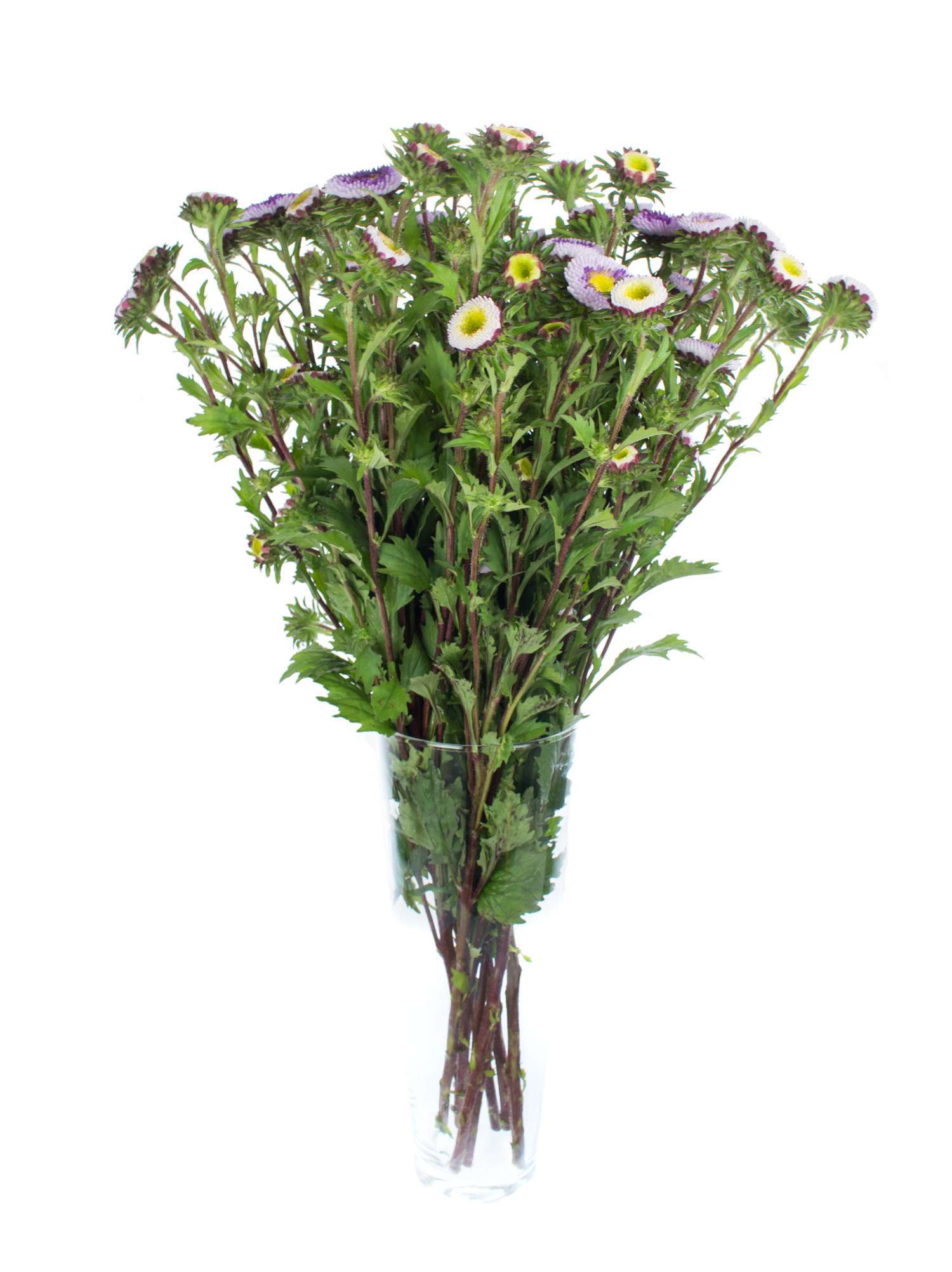blumigo-herbstdeko-sommerastern-blume-blau-wei-verzweigt image 2