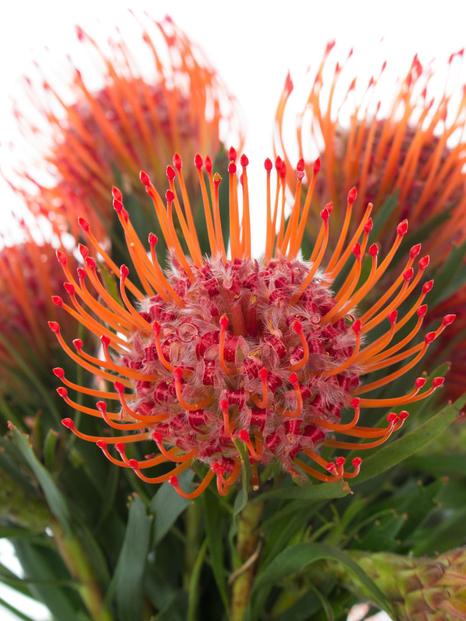 blumigo-proteen-nadelkissen-protea-tango-schnittblume-rot-orange image 1