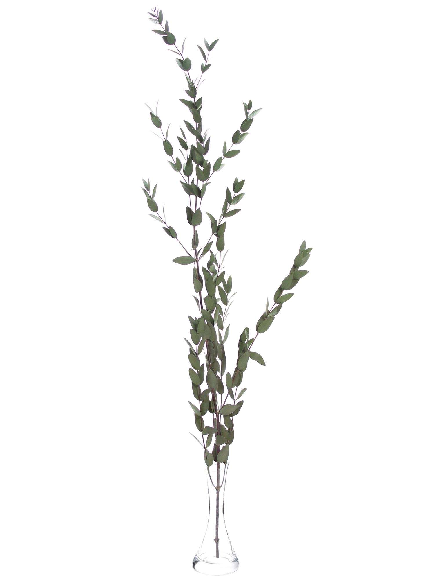 blumigo-trockenblumen-eukalyptus-parvifolia-gr-n-konserviert image 4