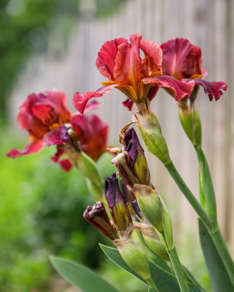 feey-amsterdam-iris-rot-blumenzwiebeln-4er-winterhart image 2