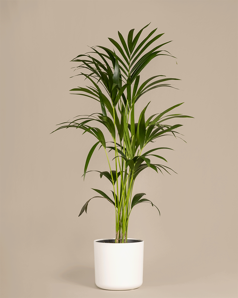 feey-variado-kentiapalme-zimmerpflanze-gro-tierfreundlich image 5