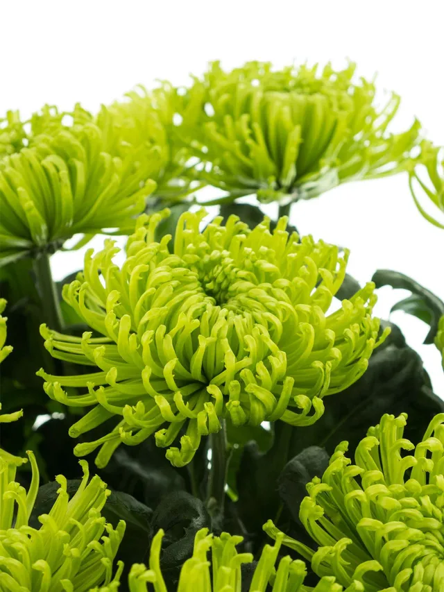 blumigo-chrysanthemen-anastasia-blume-gr-n image 1