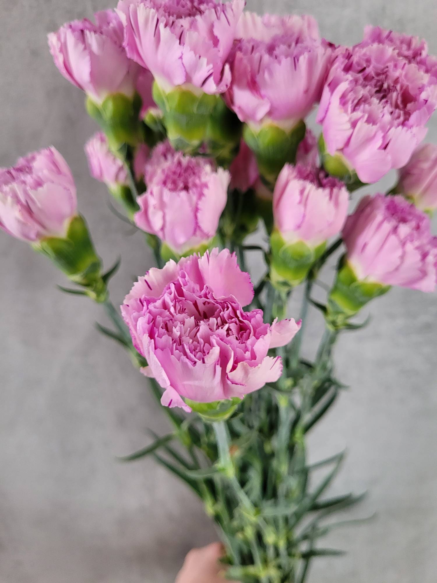 blumigo-edelnelken-yucari-pink-rosa-schnittblume image 3