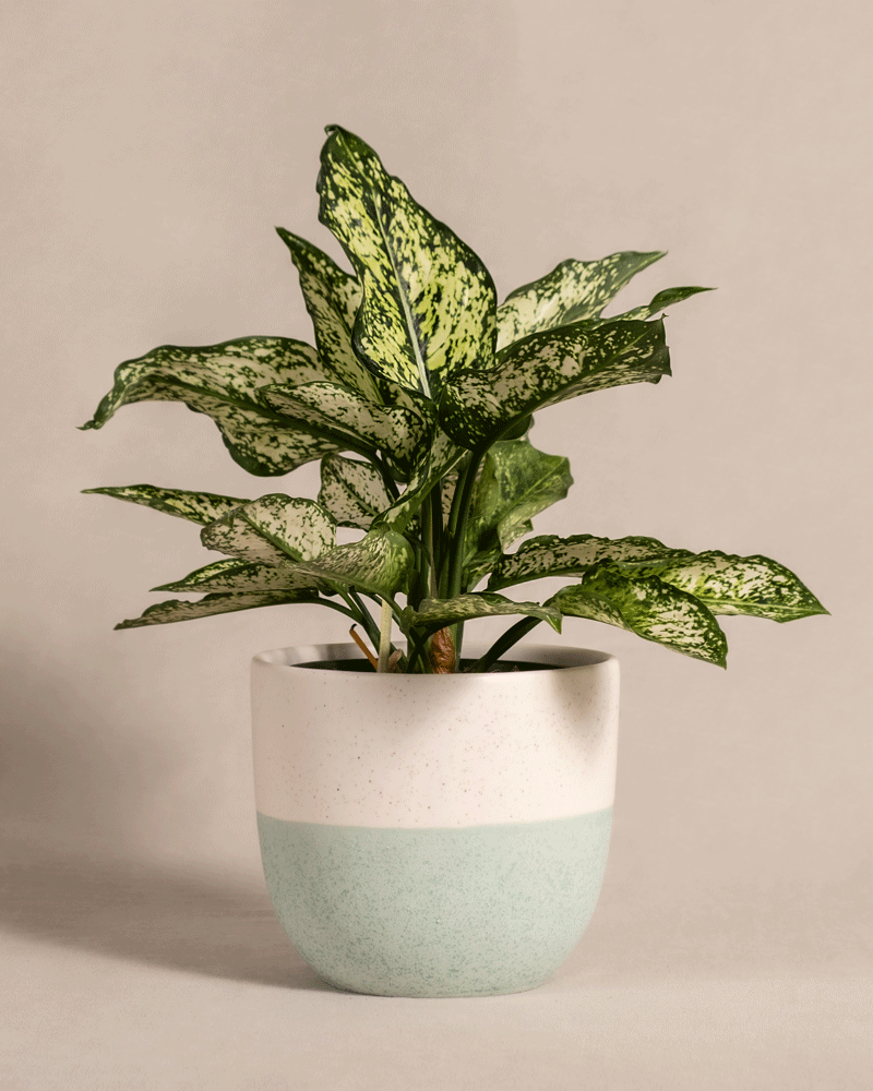 feey-variado-aglaonema-kiwi-zimmerpflanze-ohne-bertopf image 4