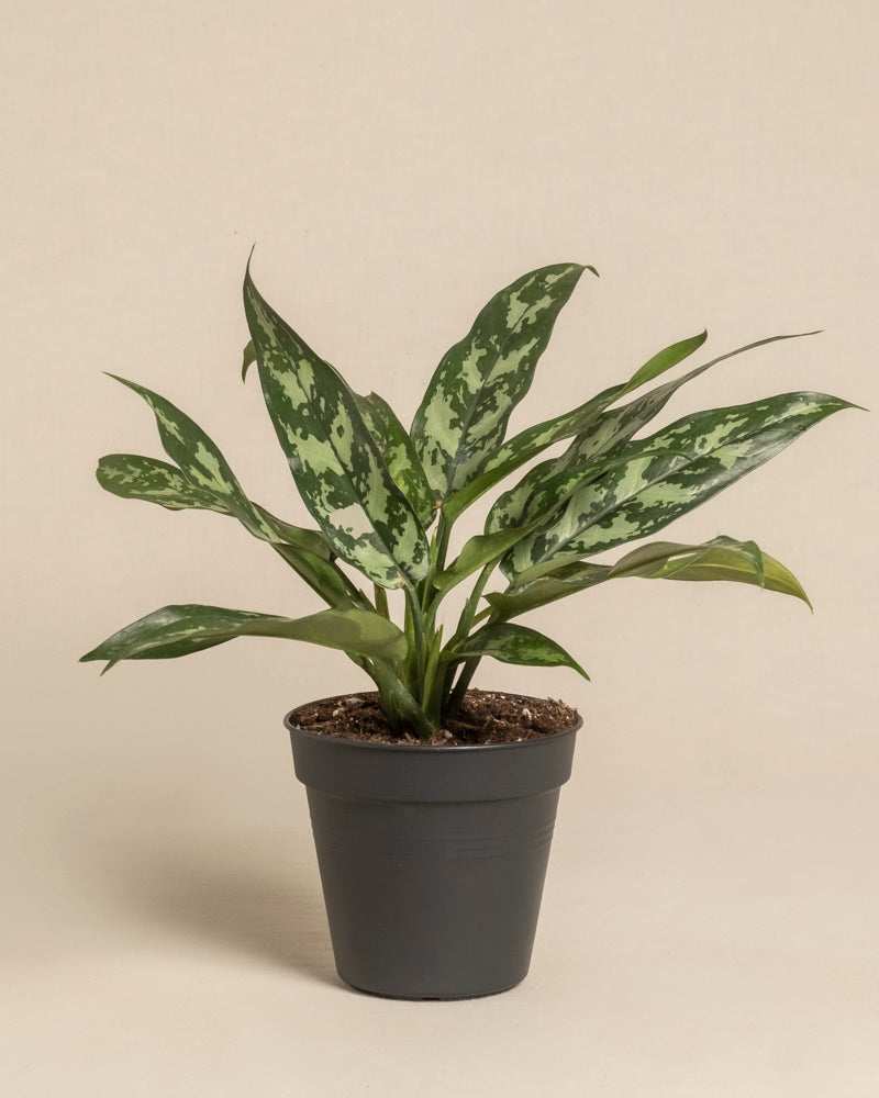 feey-variado-aglaonema-maria-zimmerpflanze-ohne-bertopf image 3