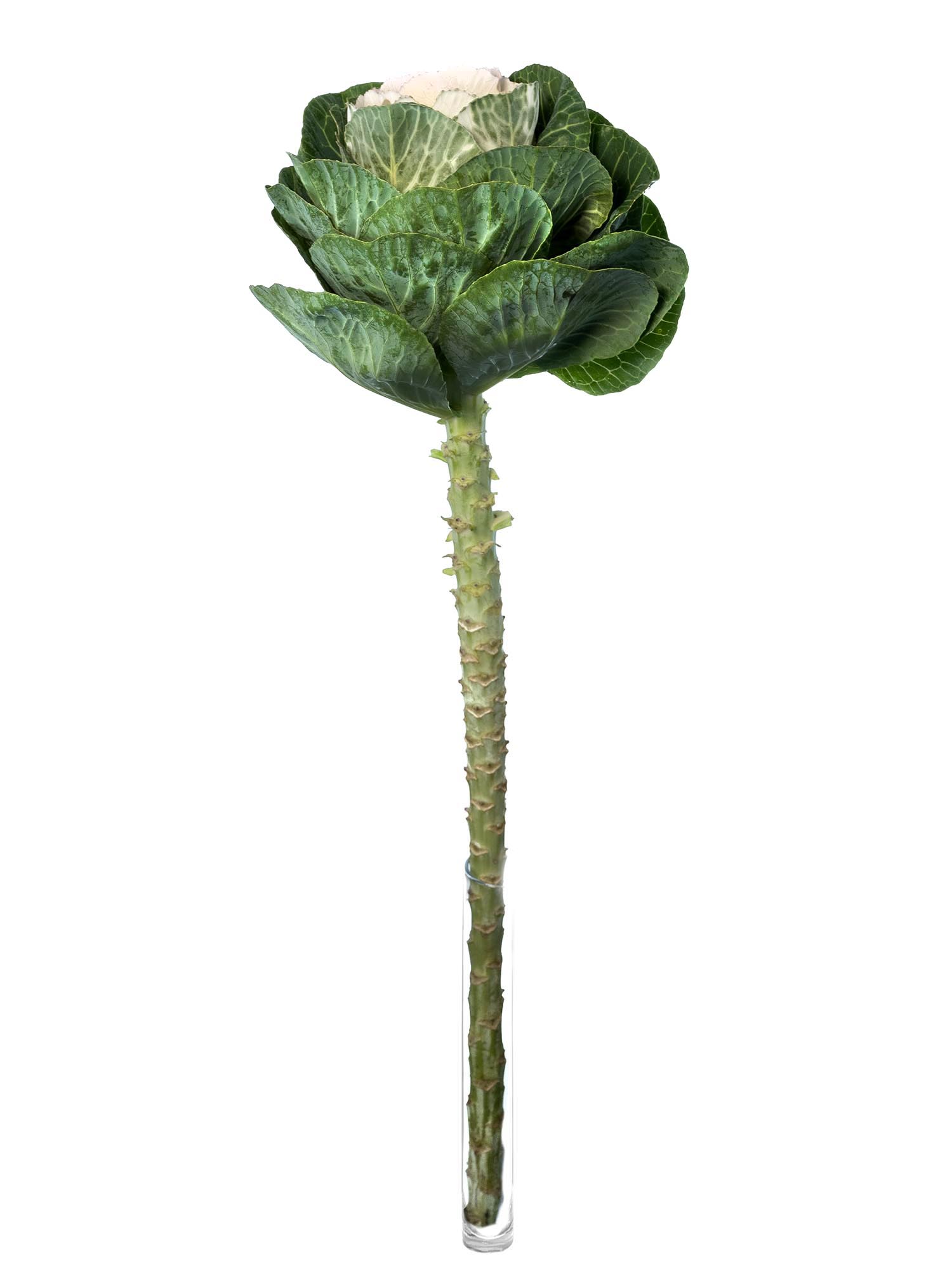 blumigo-herbstdeko-zierkohl-bicolor-wei-rosa-pflanze image 3