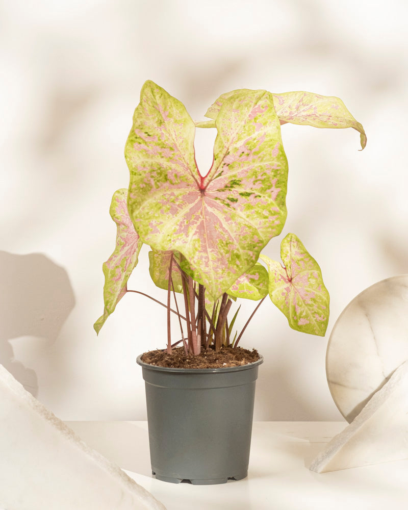 feey-variado-caladium-seafoam-pink-zimmerpflanze-ohne-bertopf image 3