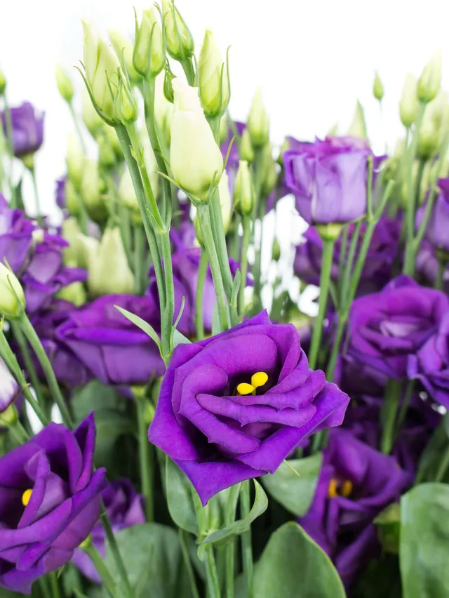 blumigo-lisianthus-rosita-blue-violett-schnittblume image 1