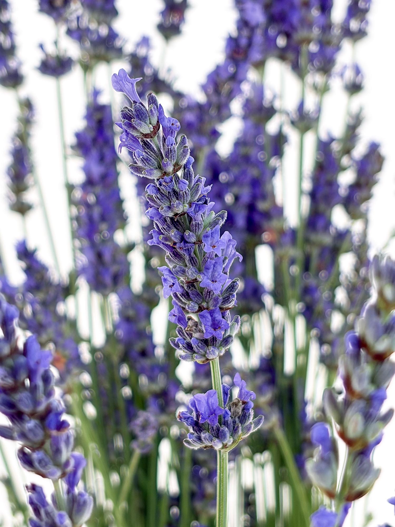 blumigo-lavendel-frisch-geschnitten-bindegr-n-bund image 2