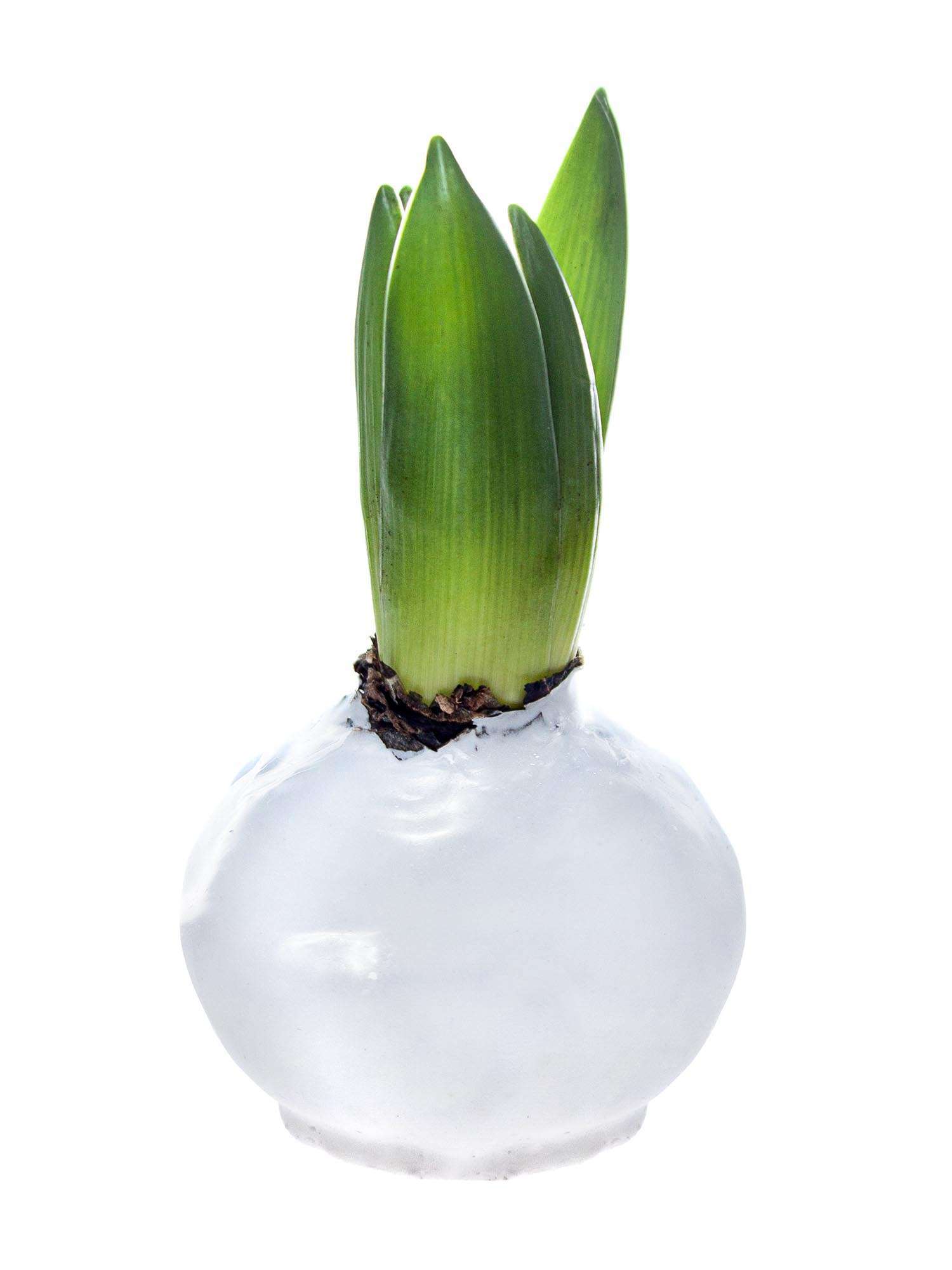 blumigo-flachskranz-diy-set-30-cm-mit-hyazinthen image 6