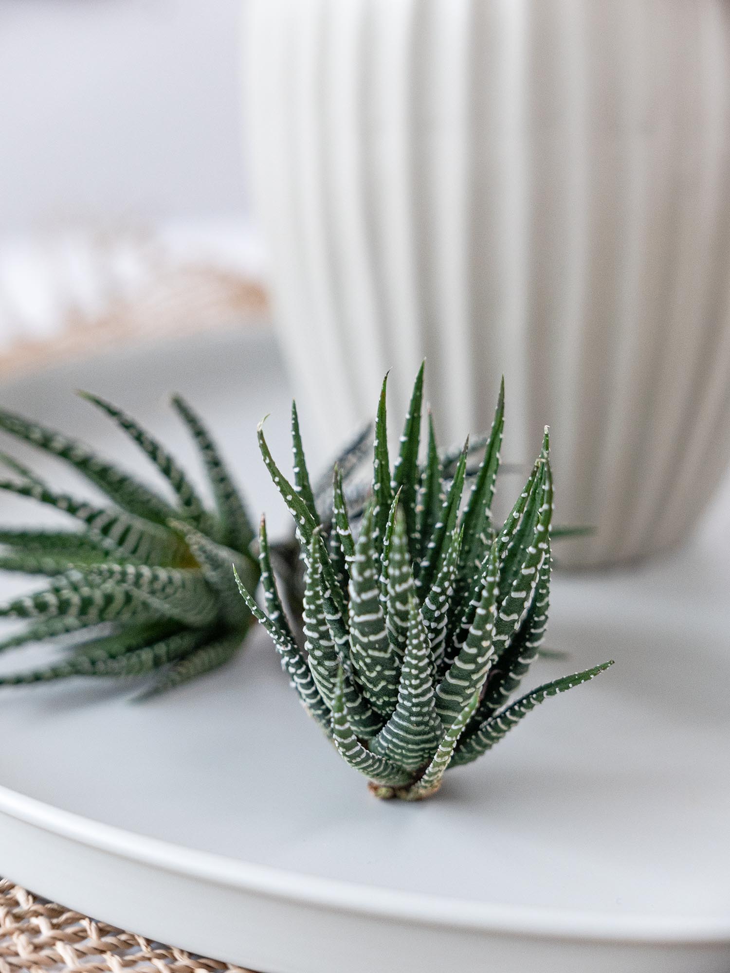 blumigo-blattwerk-sukkulenten-haworthia-fasciata-gr-n-wei image 7
