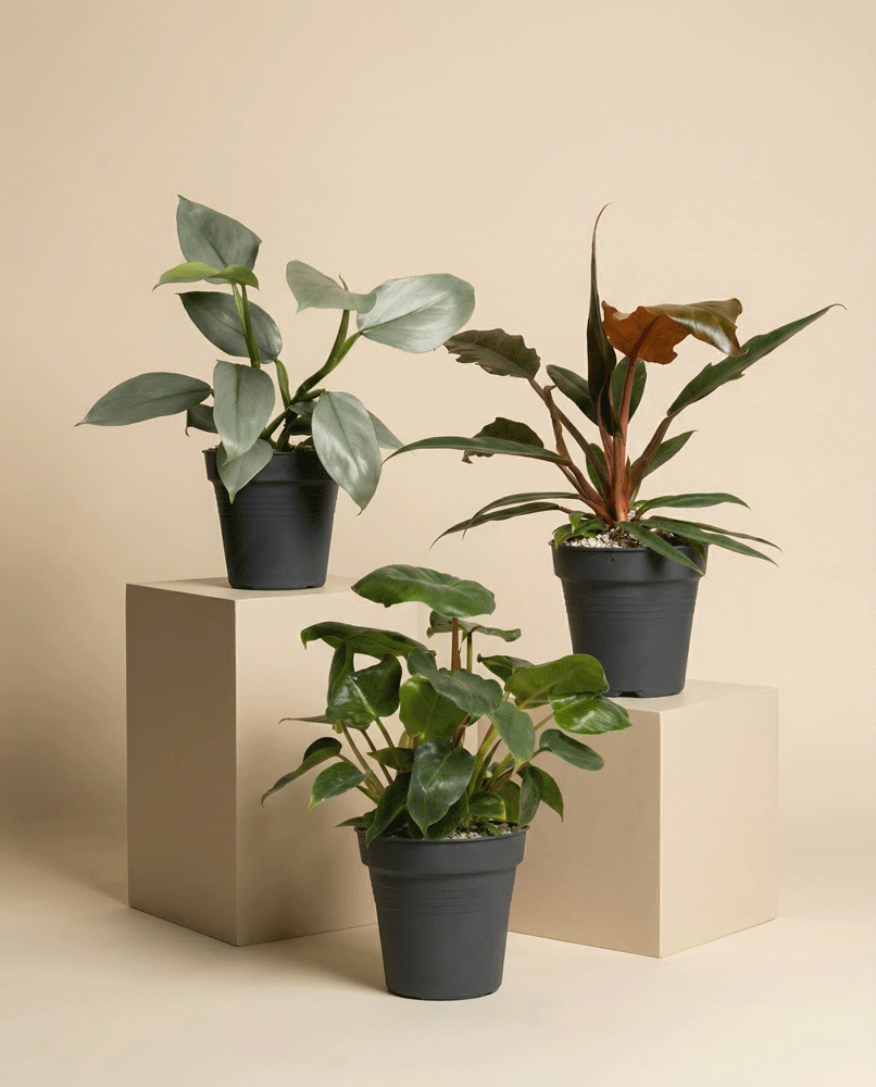 feey-variado-berraschungspflanzen-3er-set-klein-ohne-topf image 3